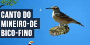 Canto do Mineiro-de-bico-fino