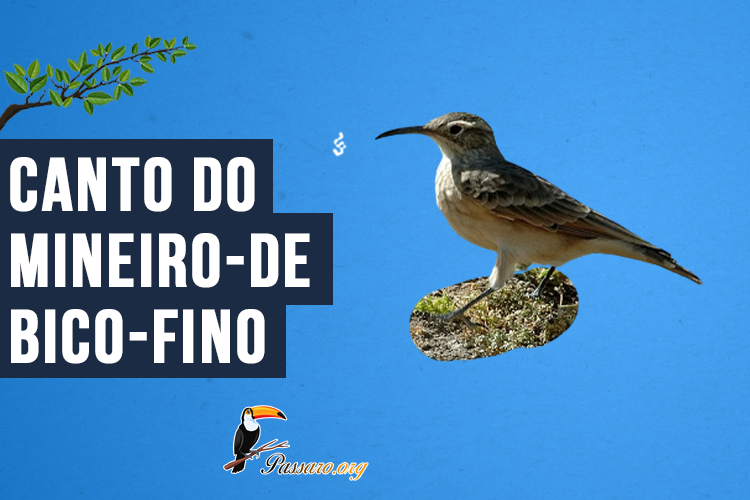 Canto do Mineiro-de-bico-fino