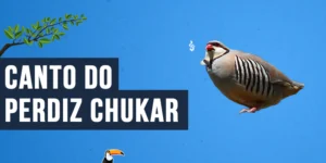 Canto do Perdiz chukar