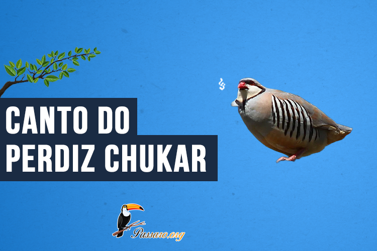 Canto do Perdiz chukar