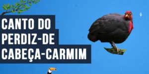 Canto do Perdiz-de-cabeça-carmim