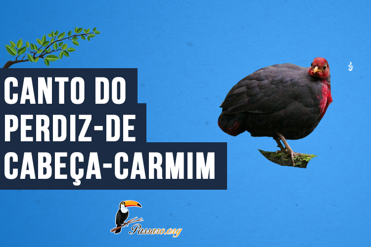 Canto do Perdiz-de-cabeça-carmim