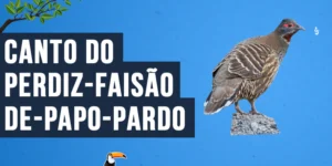 Canto do Perdiz-faisão-de-papo-pardo