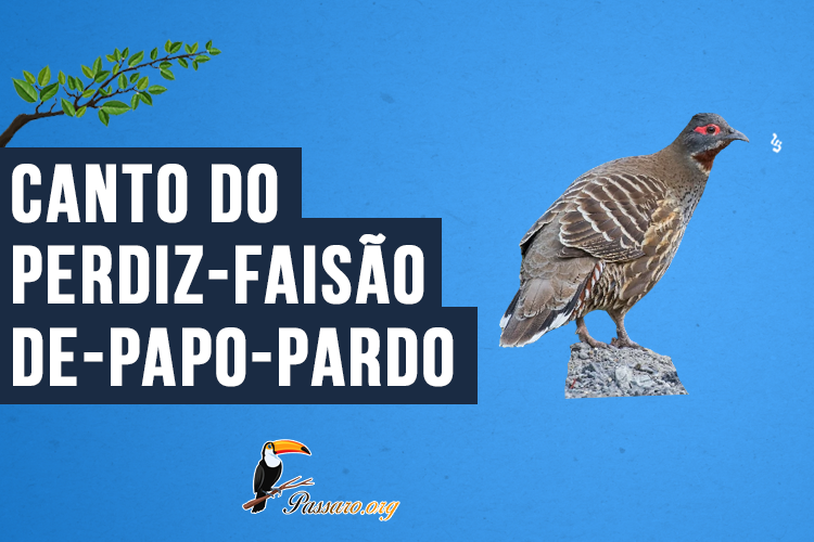 Canto do Perdiz-faisão-de-papo-pardo