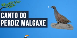 Canto do Perdiz-malgaxe