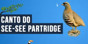 Canto do See-see partridge
