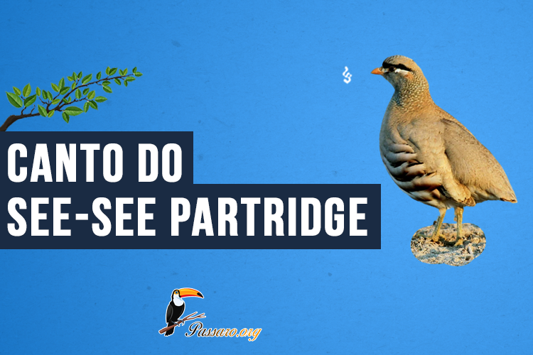 Canto do See-see partridge