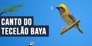 Canto do Tecelão baya