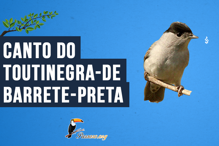 Canto do Toutinegra-de-barrete-preta