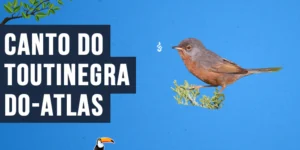 Canto do Toutinegra-do-atlas