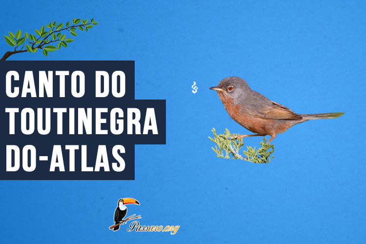 Canto do Toutinegra-do-atlas