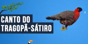 Canto do Tragopã-sátiro