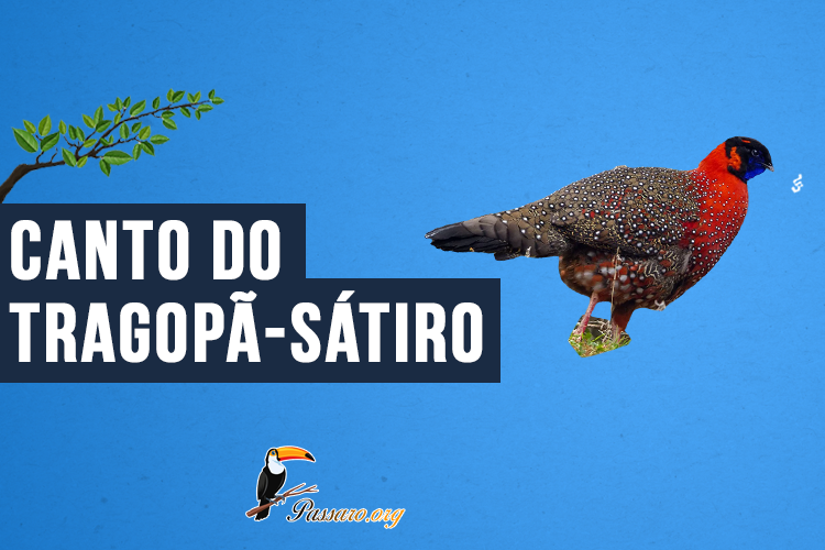 Canto do Tragopã-sátiro