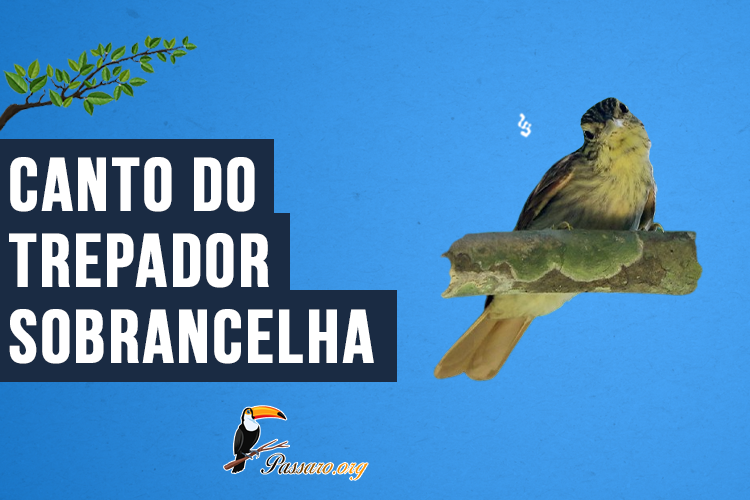 Canto do Trepador-sobrancelha