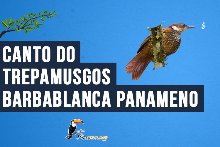 Canto do Trepamusgos barbablanca panameno