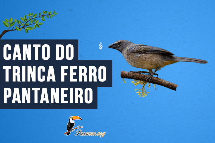 Canto do Trinca ferro pantaneiro