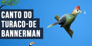 Canto do Turaco-de-bannerman