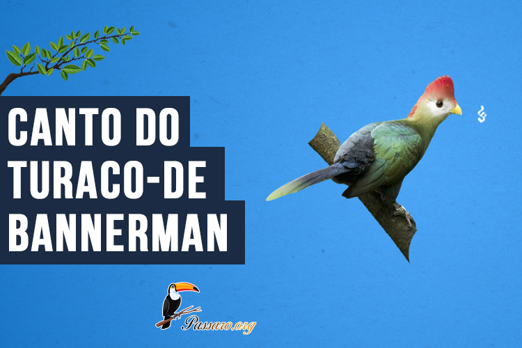 Canto do Turaco-de-bannerman