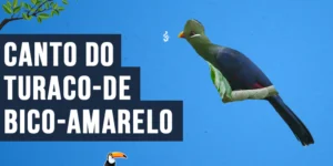 Canto do Turaco-de-bico-amarelo