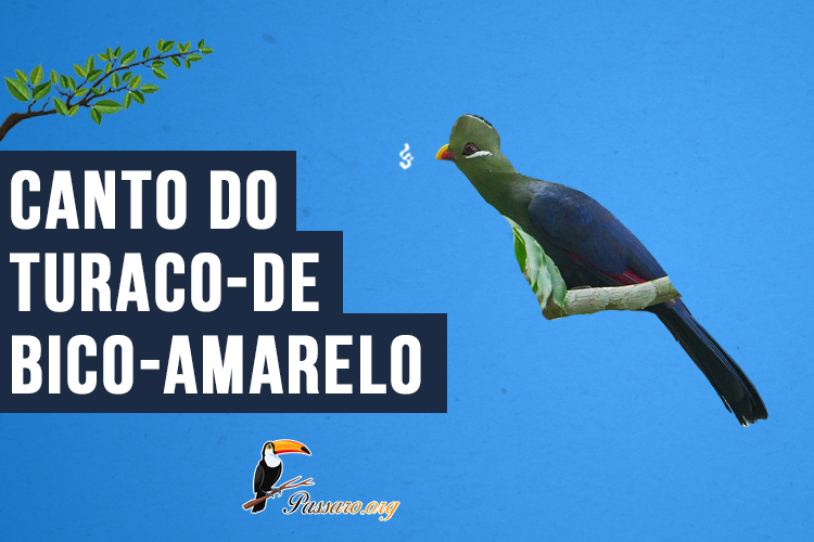 Canto do Turaco-de-bico-amarelo