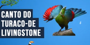 Canto do Turaco-de-livingstone