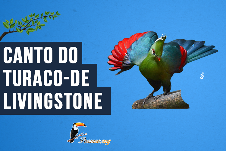 Canto do Turaco-de-livingstone