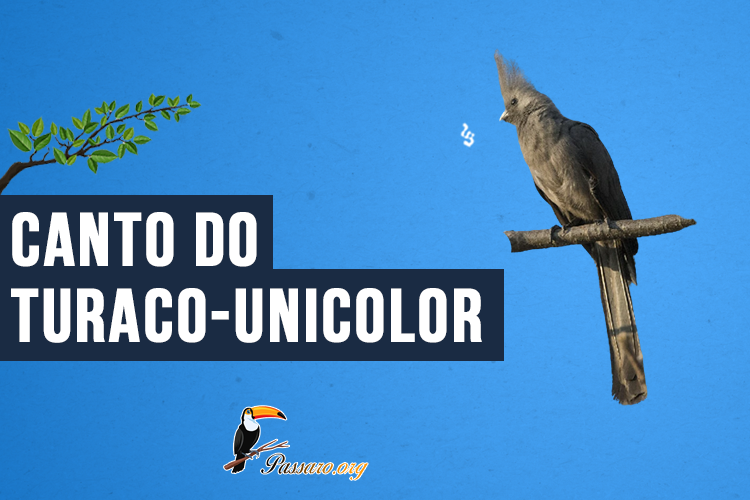 Canto do Turaco-unicolor