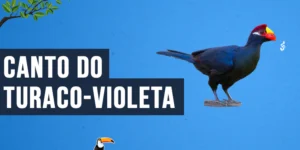 Canto do Turaco-violeta