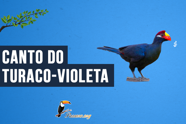 Canto do Turaco-violeta