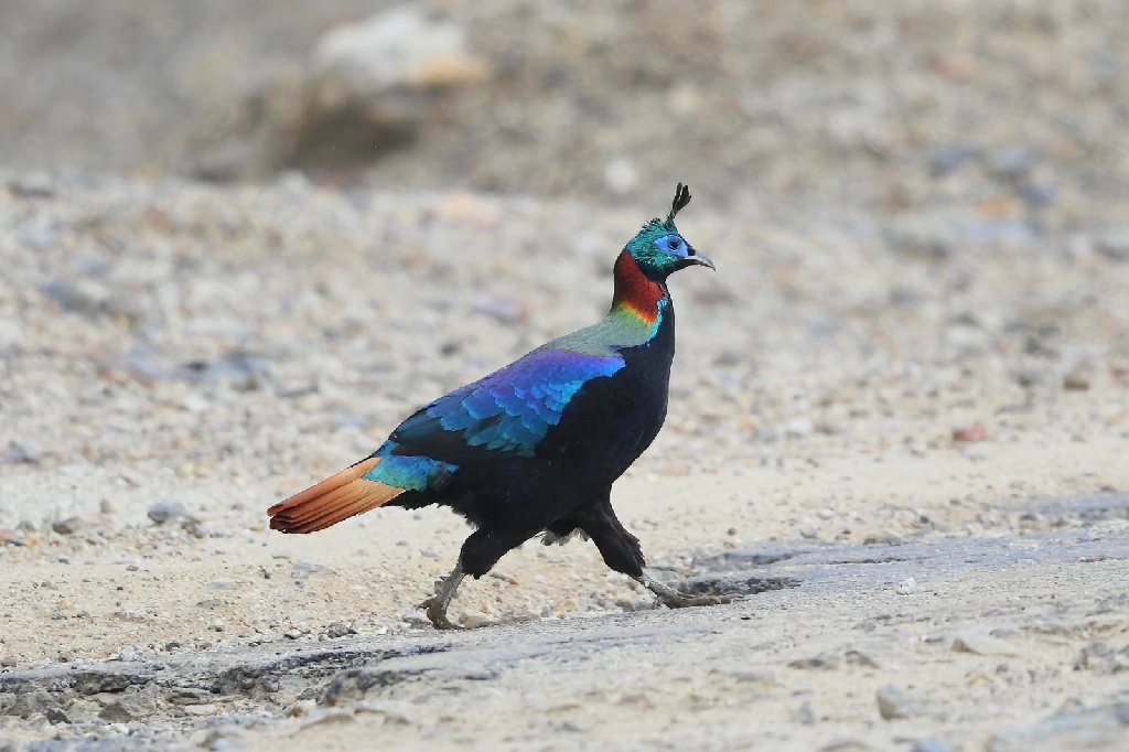 alimentacao do monal-de-cauda-ruiva