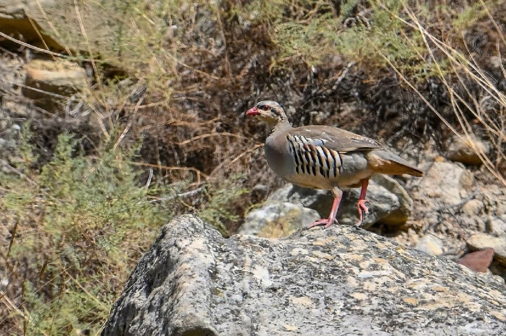 alimentacao do perdiz chukar