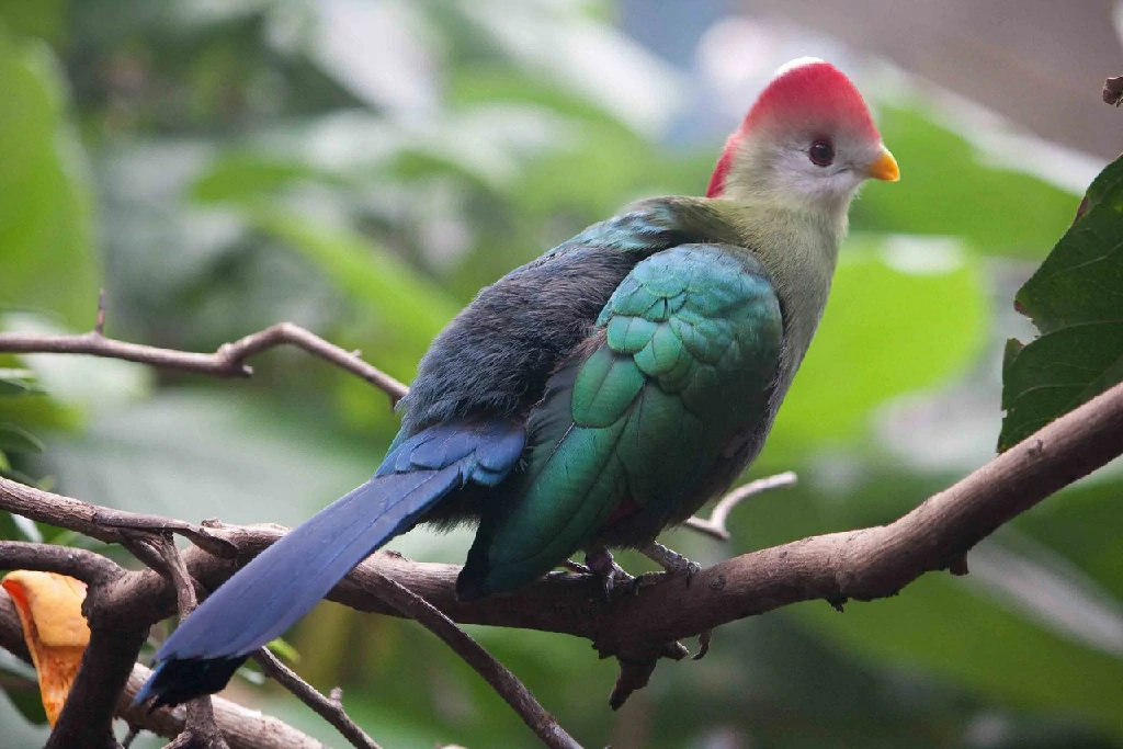 alimentacao do turaco-de-bannerman