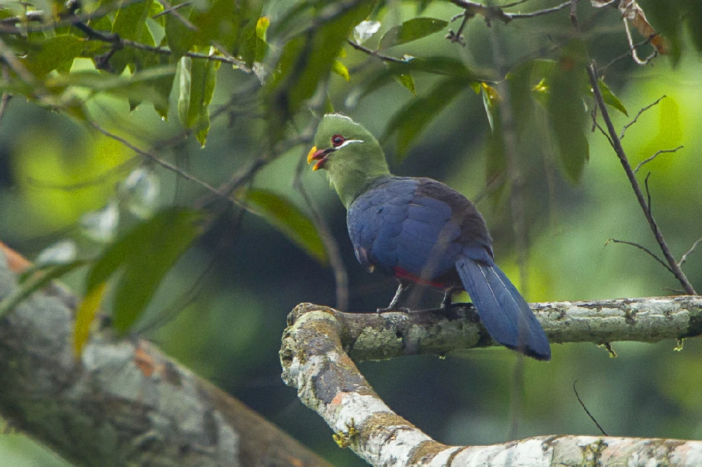 alimentacao do turaco-de-bico-amarelo