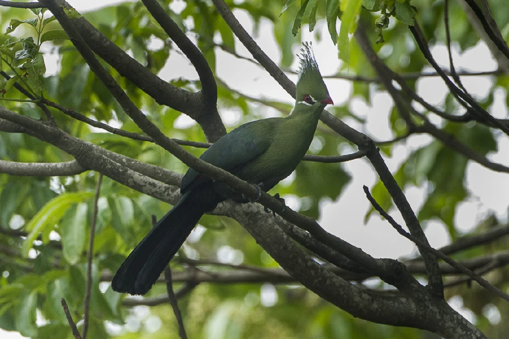 alimentacao do turaco-de-livingstone