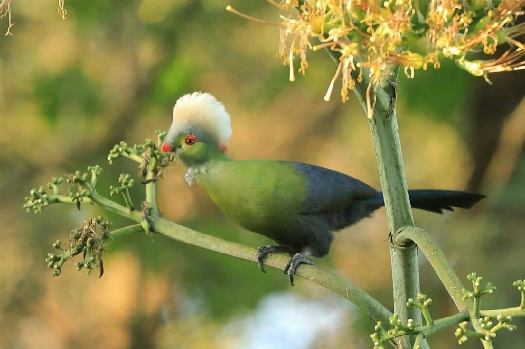 alimentacao do turaco-de-ruspoli