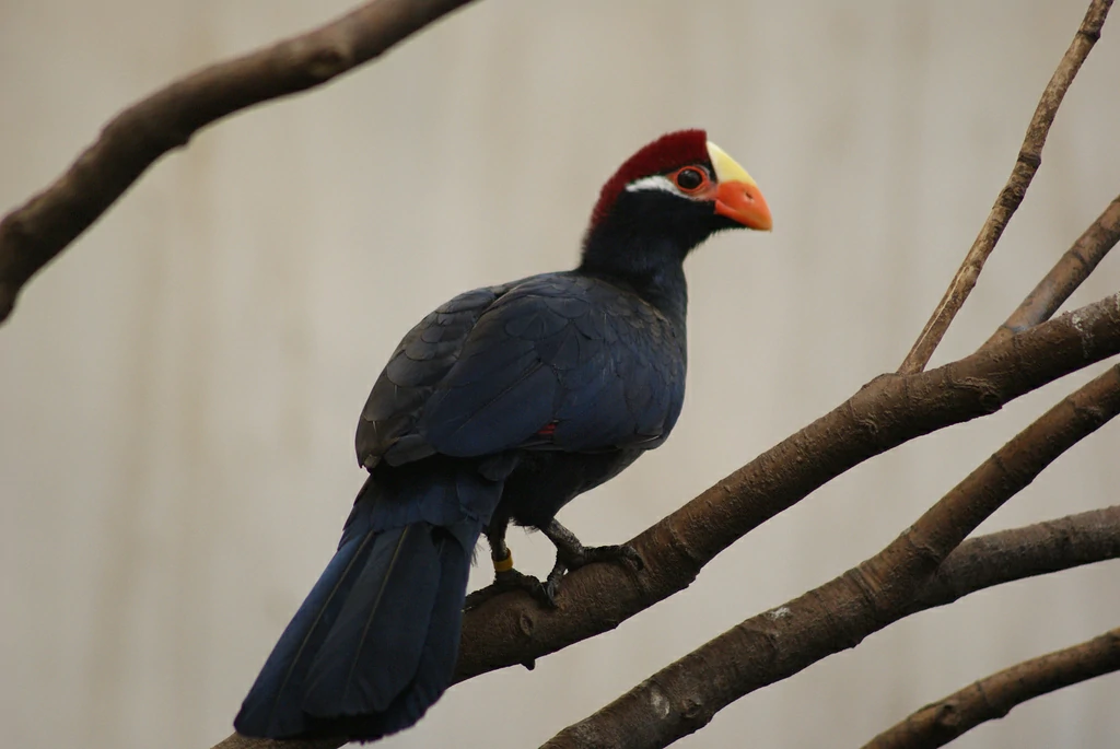 alimentacao do turaco-violeta