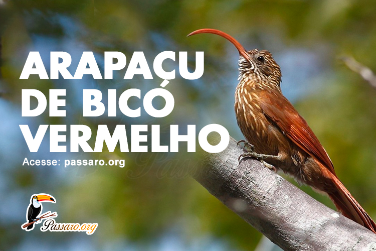 arapaçu de bico vermelho