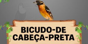 bicudo de cabeça preta