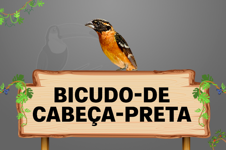 bicudo de cabeça preta