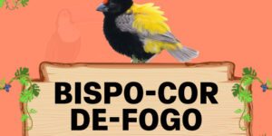 bispo cor de fogo