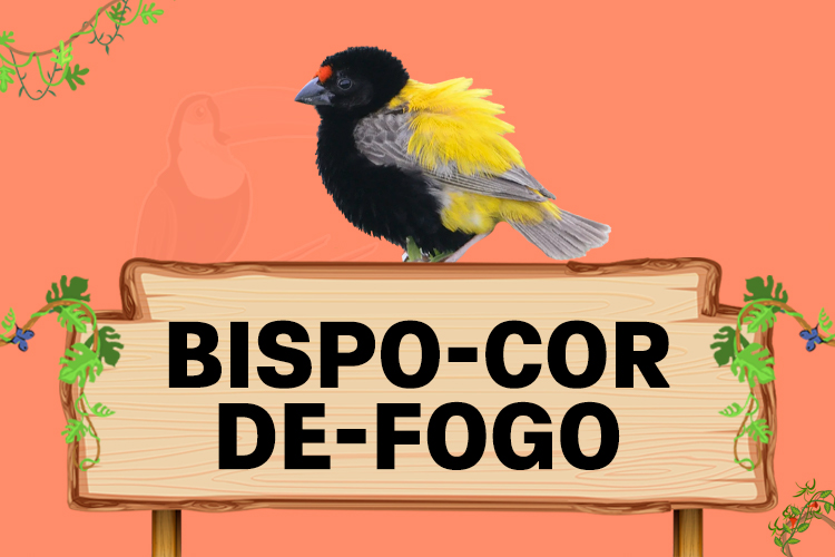 bispo cor de fogo