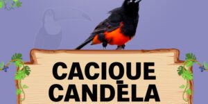 cacique candela