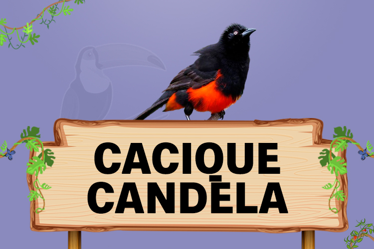 cacique candela