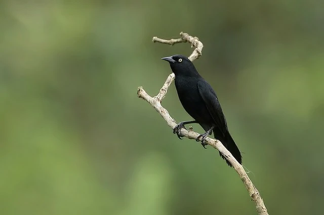 canto do irauna-de-olho-claro