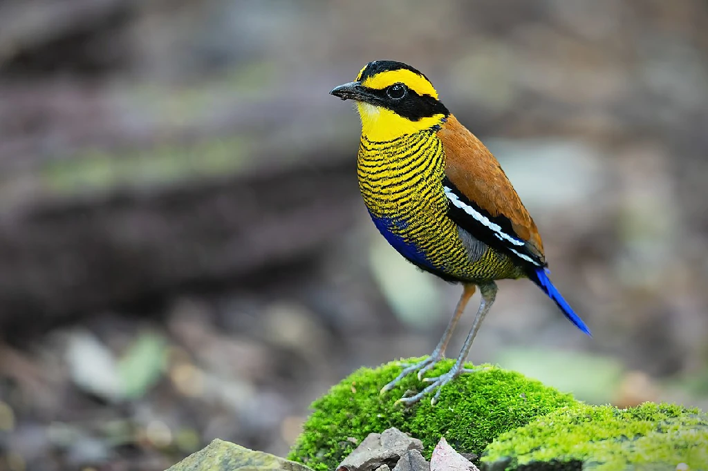 canto do javan banded-pitta