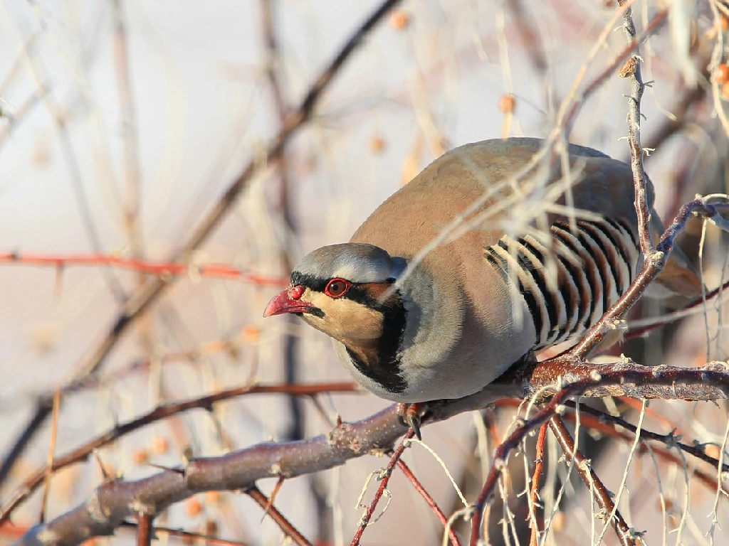 canto do perdiz chukar