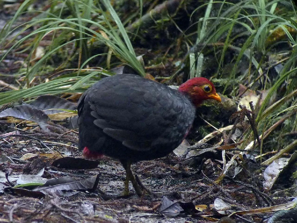 canto do perdiz-de-cabeca-carmim