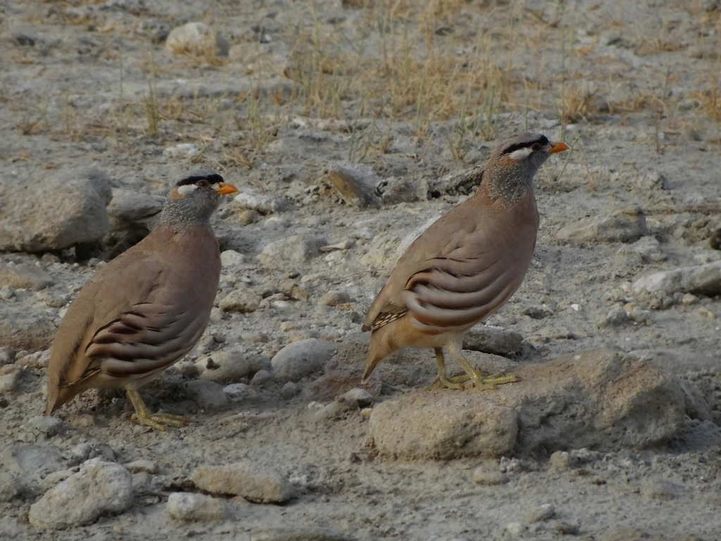 canto do see-see partridge