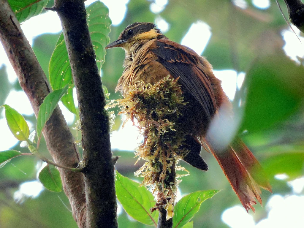 canto do trepamusgos barbablanca panamenho