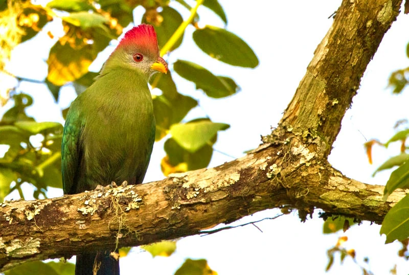 canto do turaco-de-bannerman